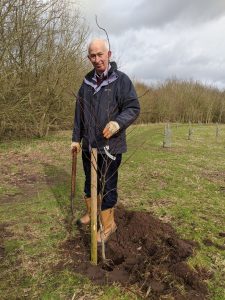 Charles Cottle planting a tree