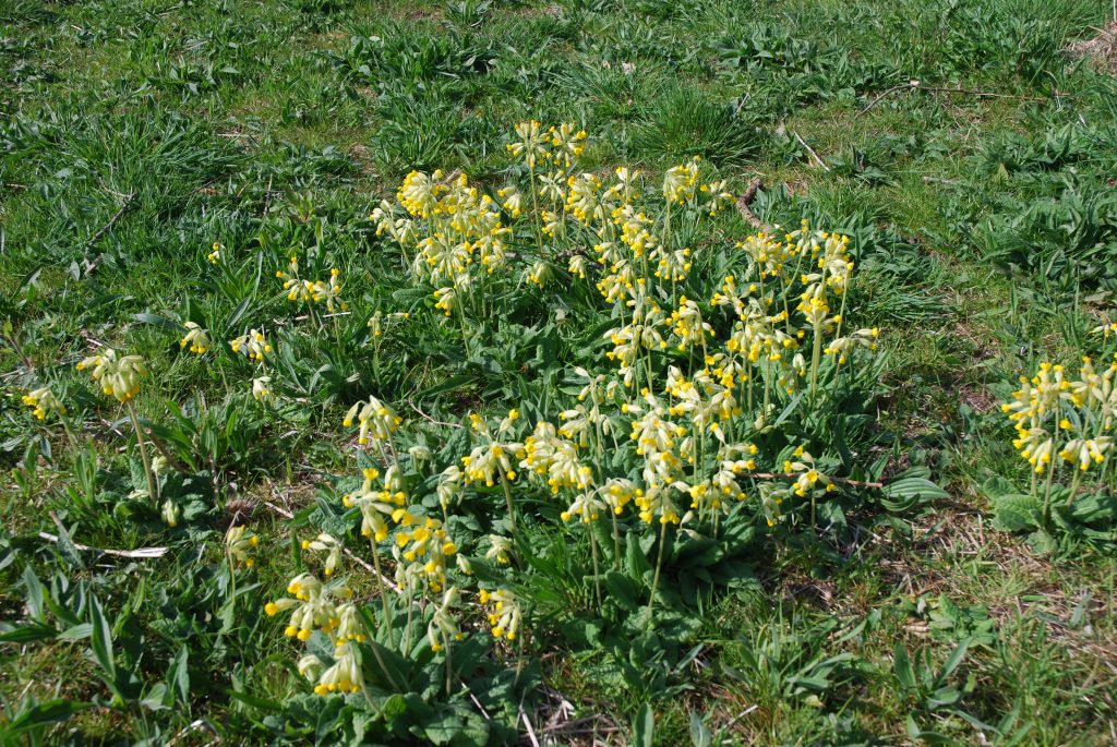 A picture of yellow cowslips